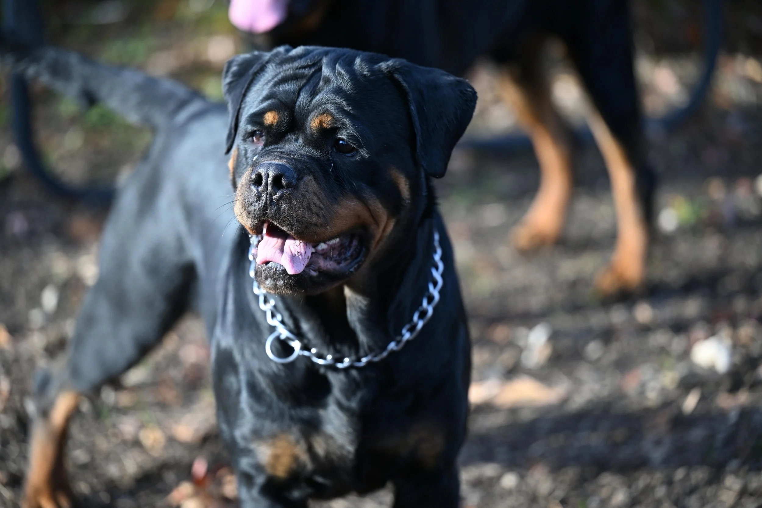 A Rottweiler dog with a shiny black coat and tan markings, wearing a silver chain collar, outdoors on ground with blurred background.