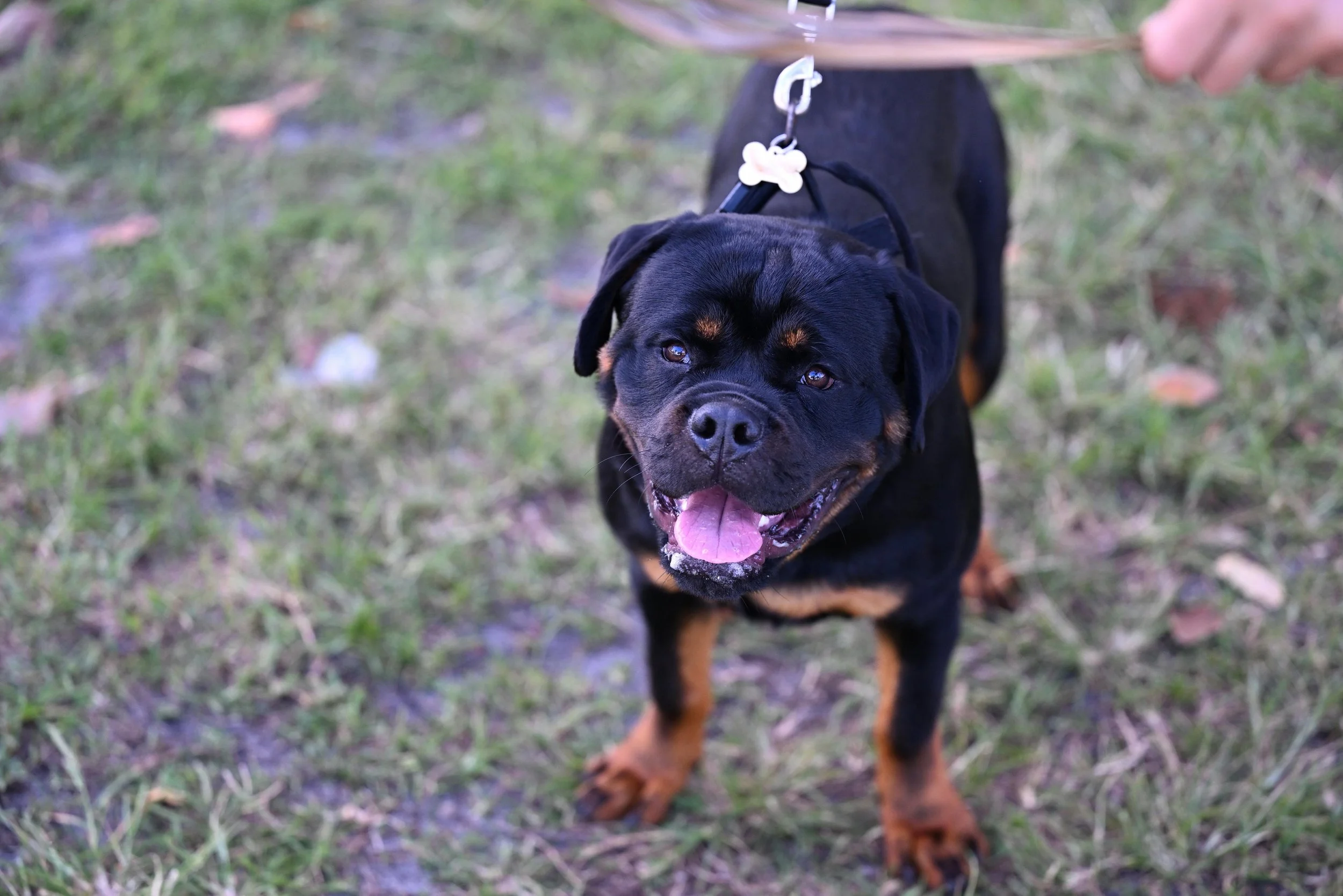 A happy Rottweiler puppy on a leash outdoors, looking at the camera with its tongue out.