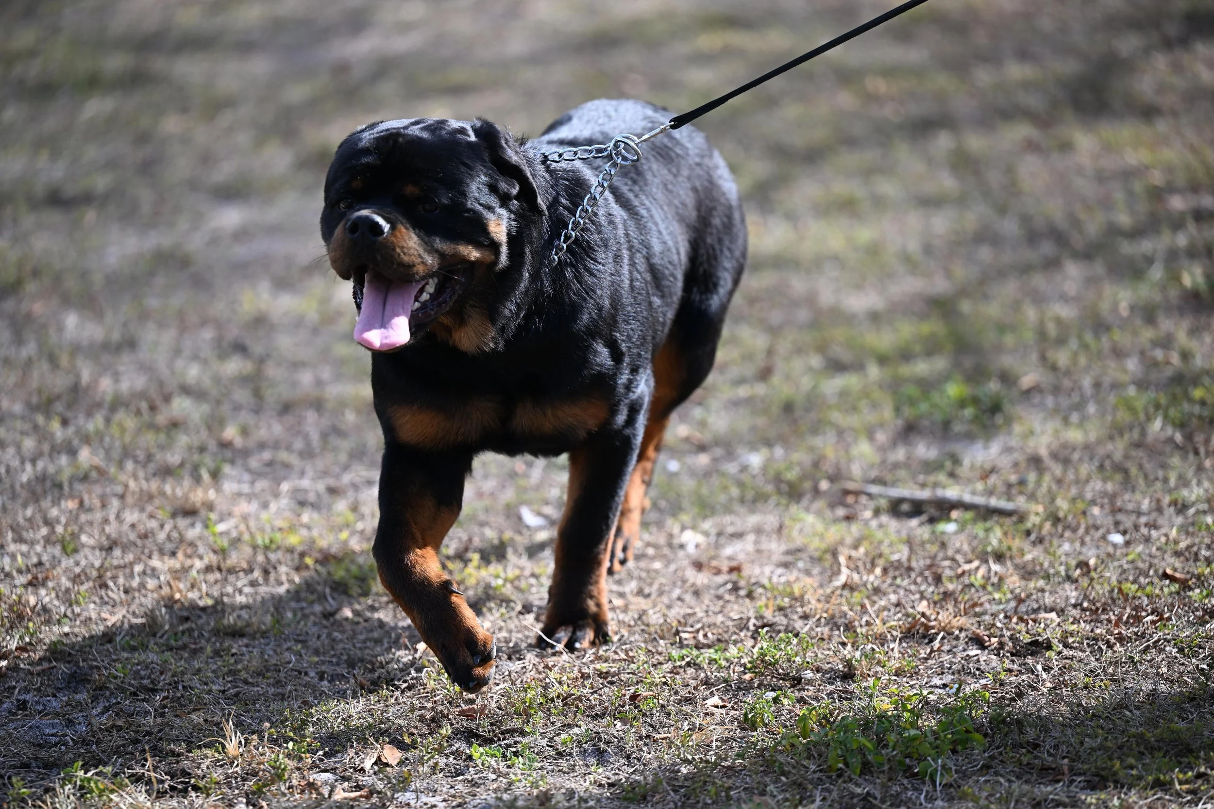 A happy Rottweiler dog on a leash walking outdoors on a grassy area.