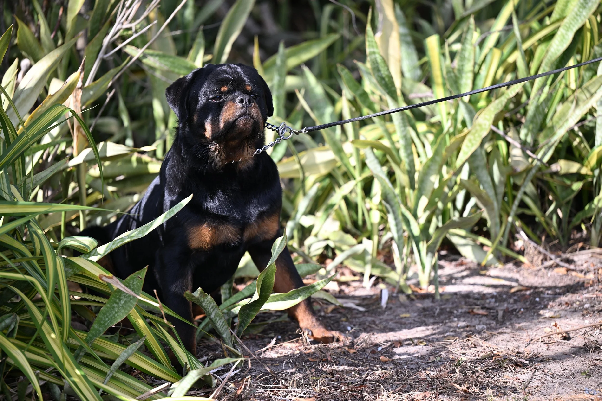 A black and tan Rottweiler dog sitting among tall green plants or grasses with a leash attached to its collar.