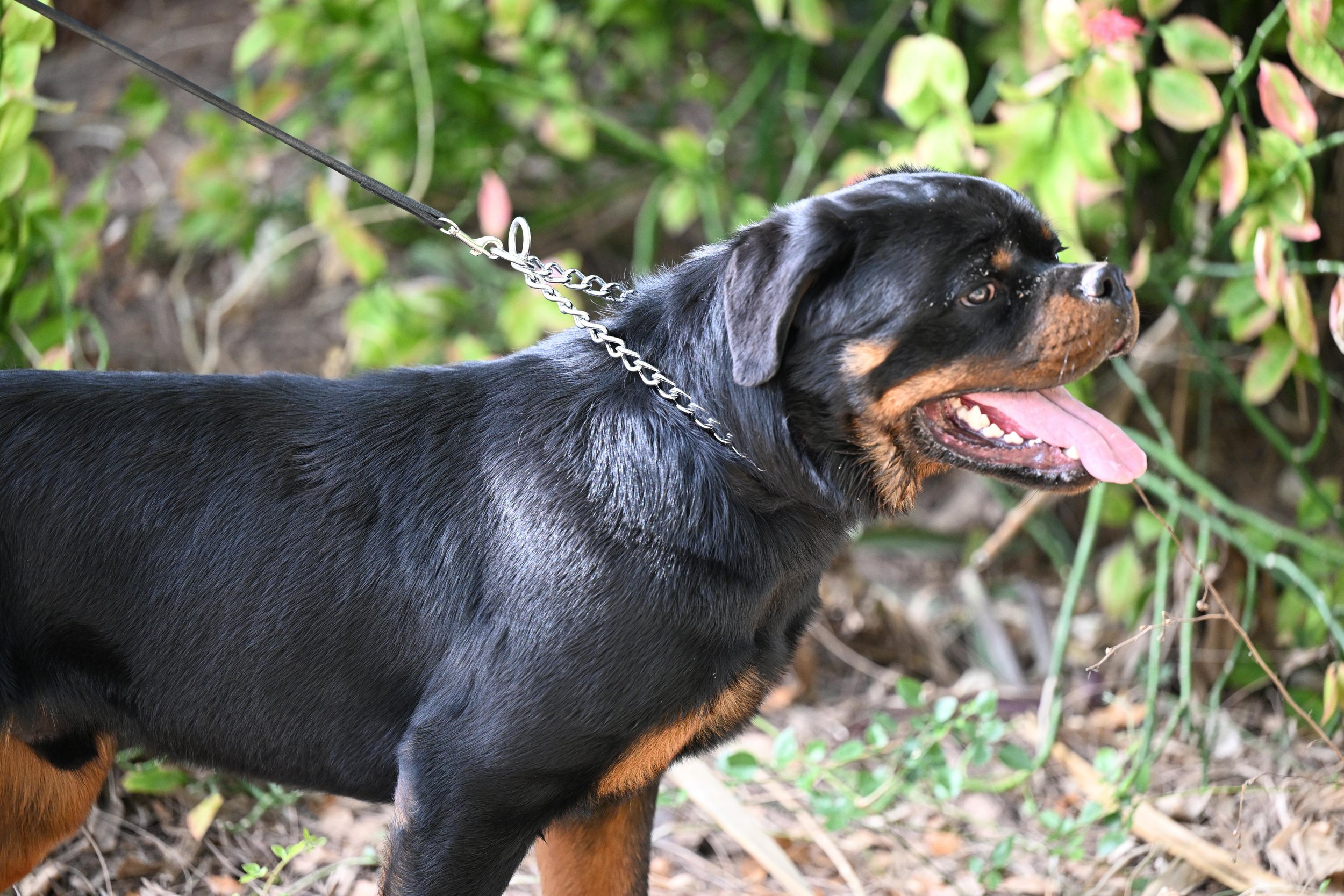 A Rottweiler dog on a leash outdoors surrounded by green foliage.