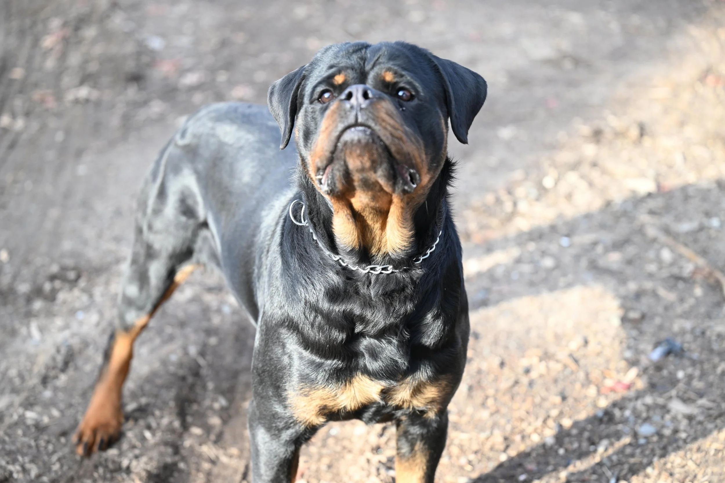 A black and tan doberman dog standing outdoors on dirt ground, looking up.