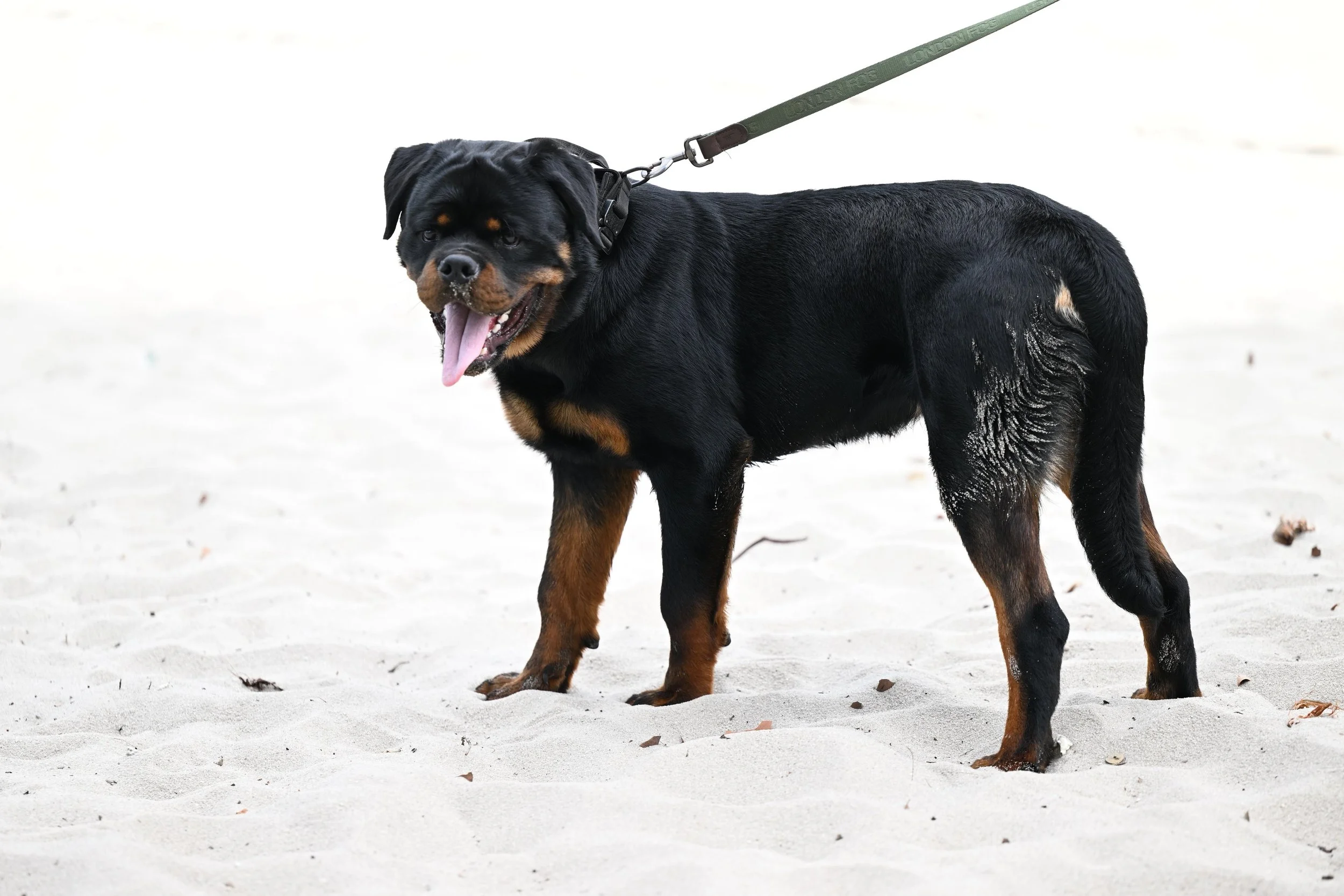 A Rottweiler dog standing on a sandy beach, looking at the camera with its tongue out.
