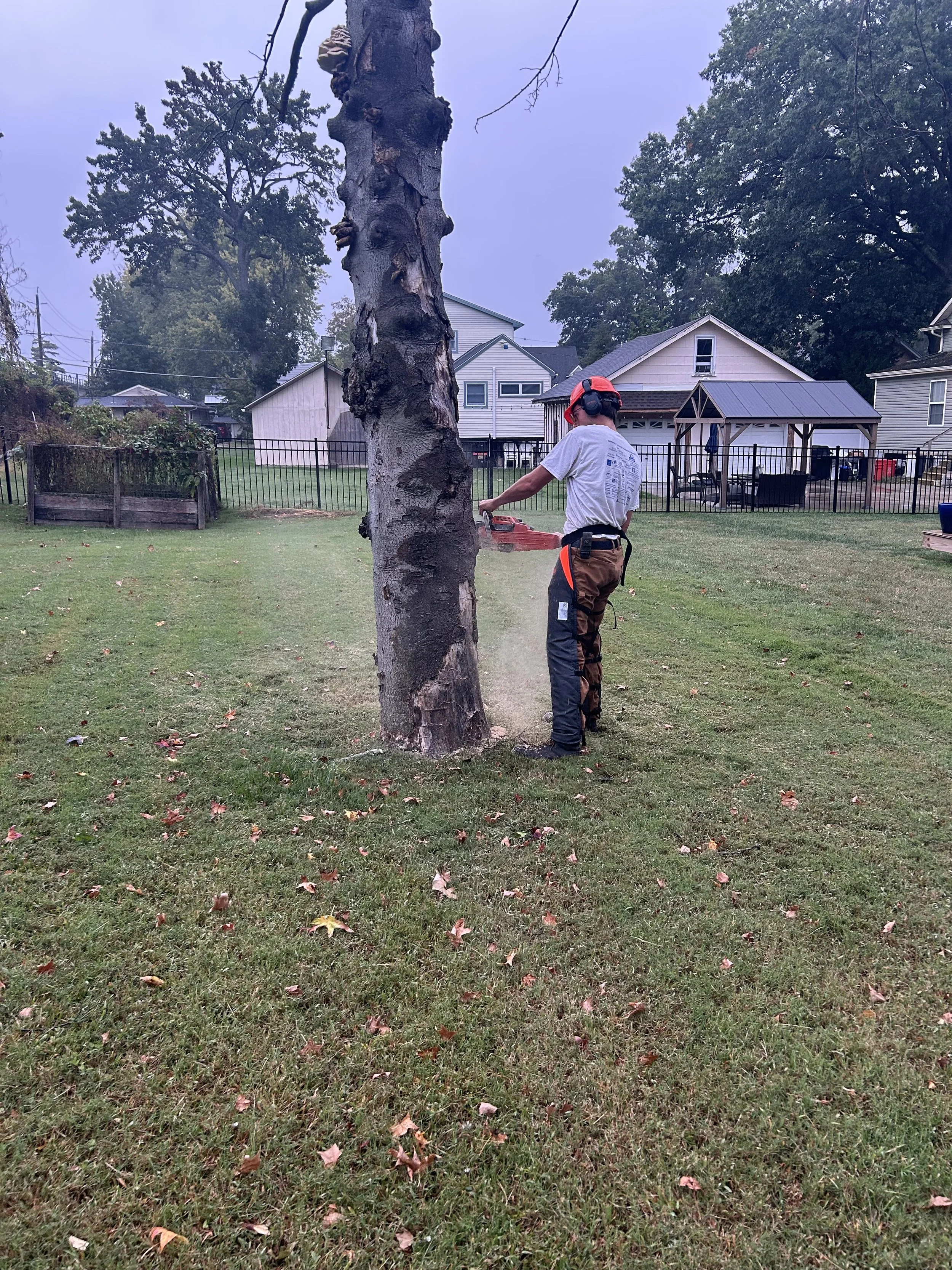 A person using a chainsaw to cut a large tree in a backyard on a cloudy day. The person is wearing safety gear, including a helmet with ear protection. There are houses, a fence, and a patio with outdoor furniture in the background.