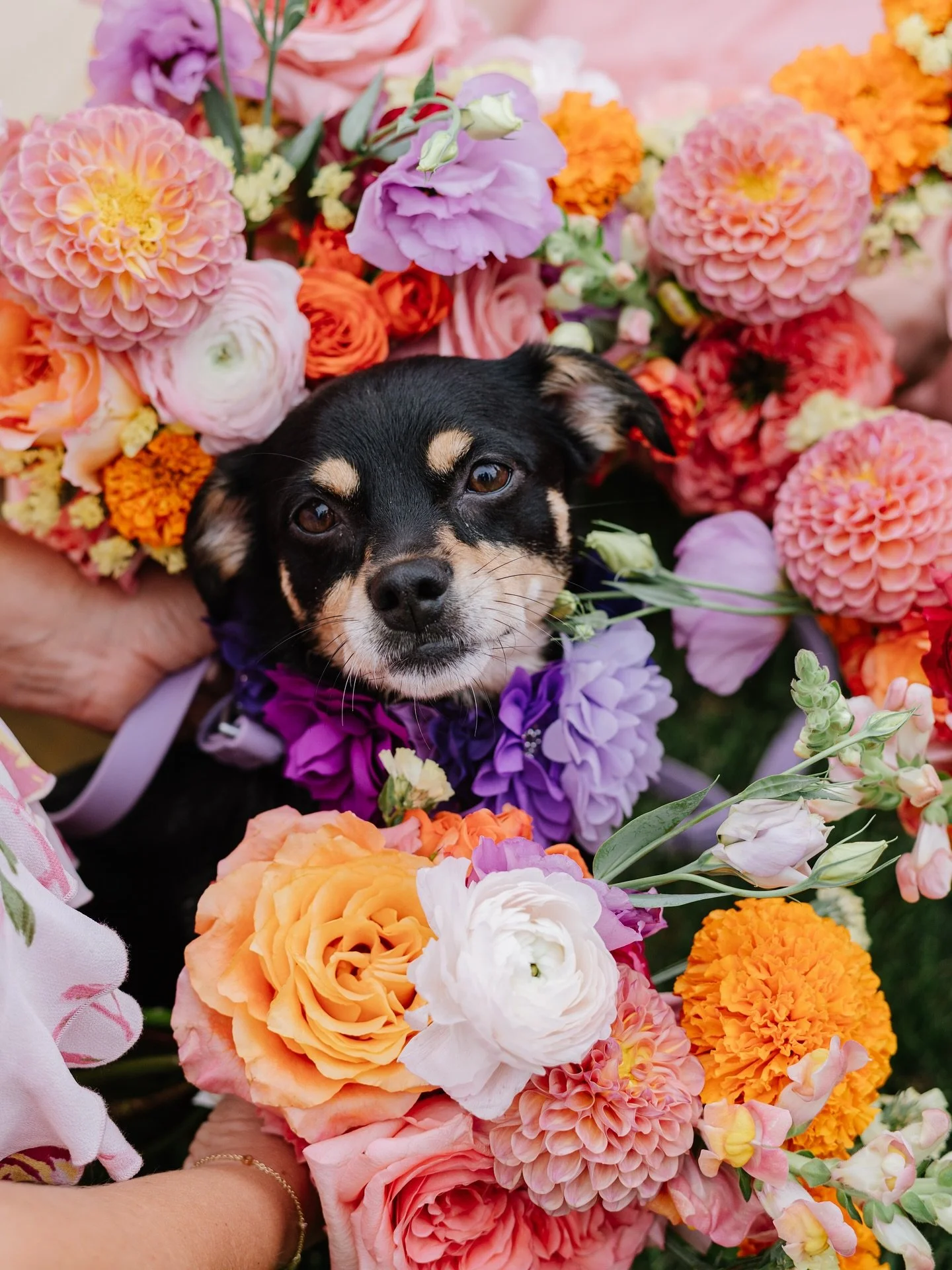 A small black and tan dog with a purple flower collar surrounded by a colorful arrangement of pink, purple, orange, and white flowers.