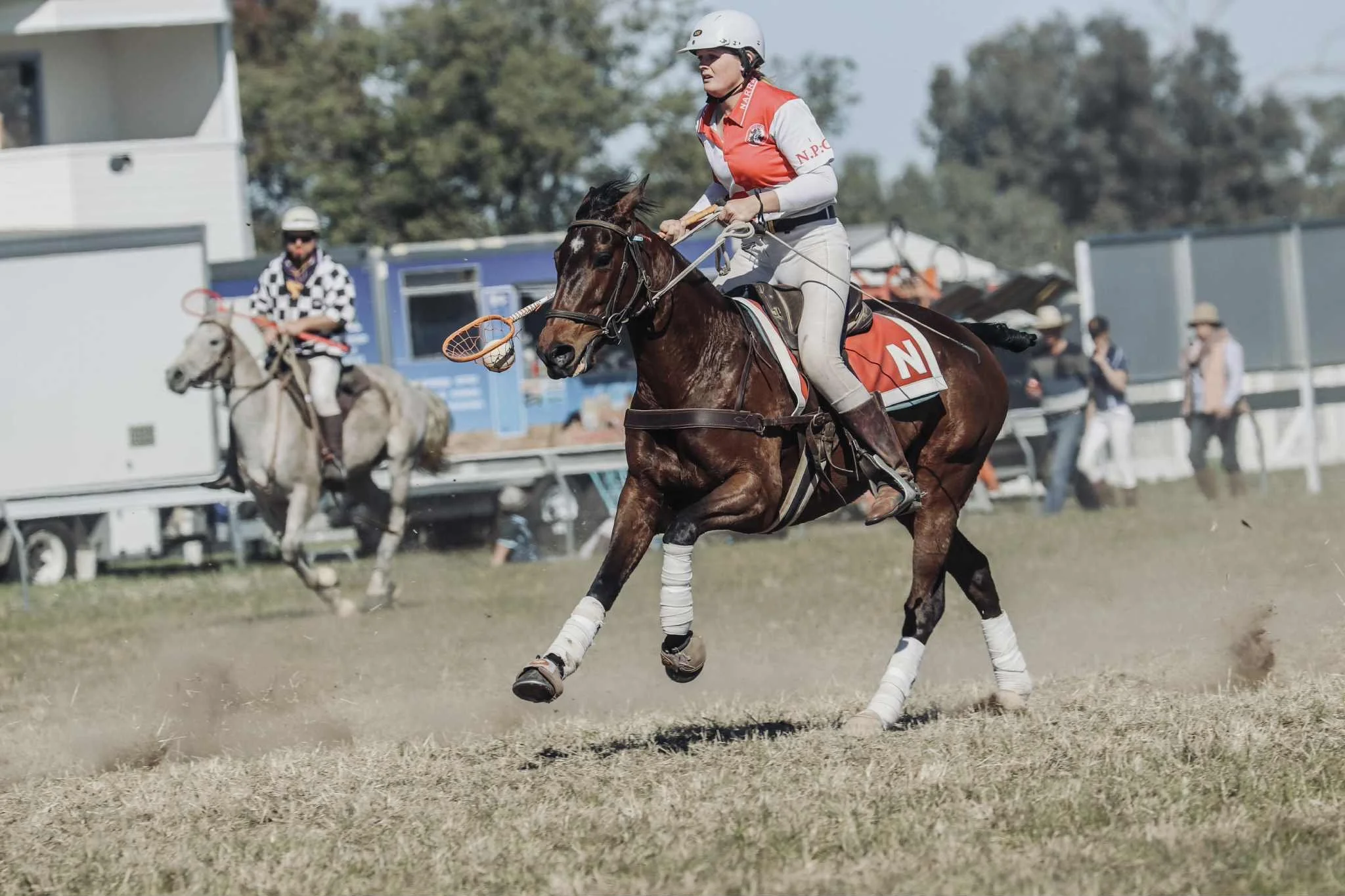 Nelly ~ 𝐄𝐏 𝐇𝐨𝐫𝐬𝐞 𝐏𝐫𝐨𝐟𝐢𝐥𝐞 | 𝐑𝐨𝐚𝐝 𝐭𝐨 𝐭𝐡𝐞 𝟐𝟎𝟐𝟔 𝐃𝐚𝐫𝐰𝐢𝐧 𝐏𝐨𝐥𝐨𝐜𝐫𝐨𝐬𝐬𝐞 𝐍𝐚𝐭𝐢𝐨𝐧𝐚𝐥𝐬