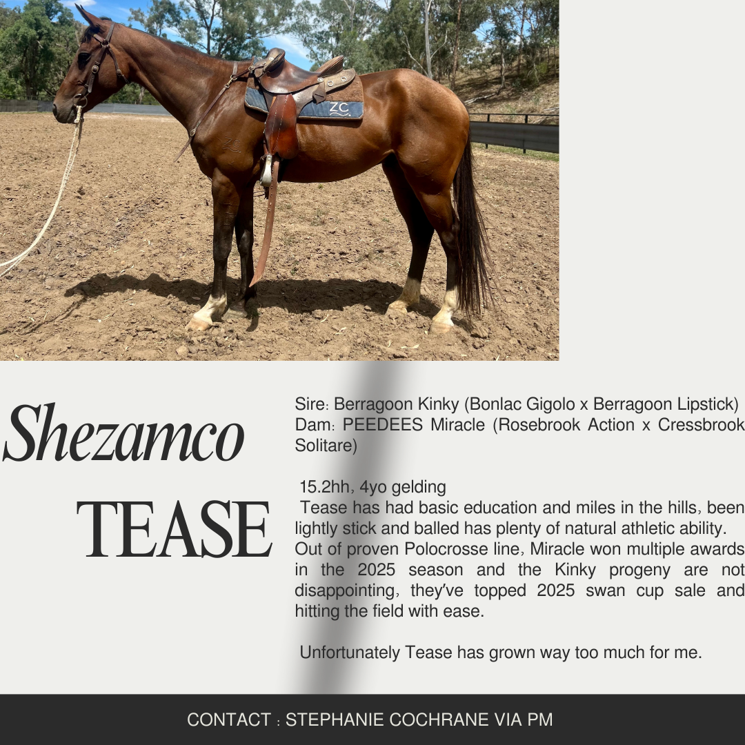 Shezamco Tease ASH #265557