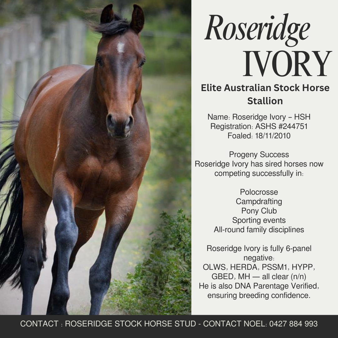 ROSERIDGE IVORY – HSH Elite Australian Stock Horse Stallion