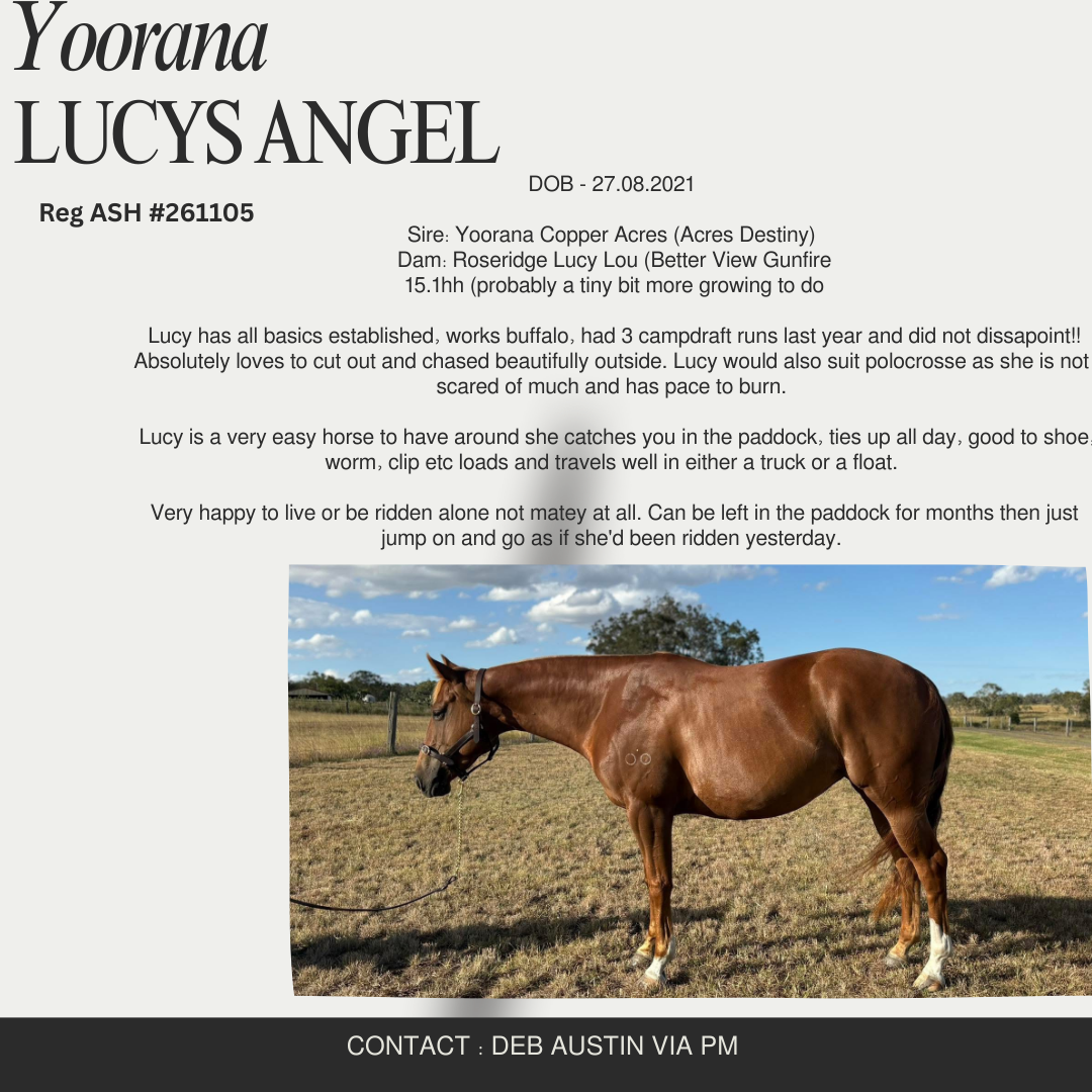 Yoorana Lucys Angel ~ ASH #261105