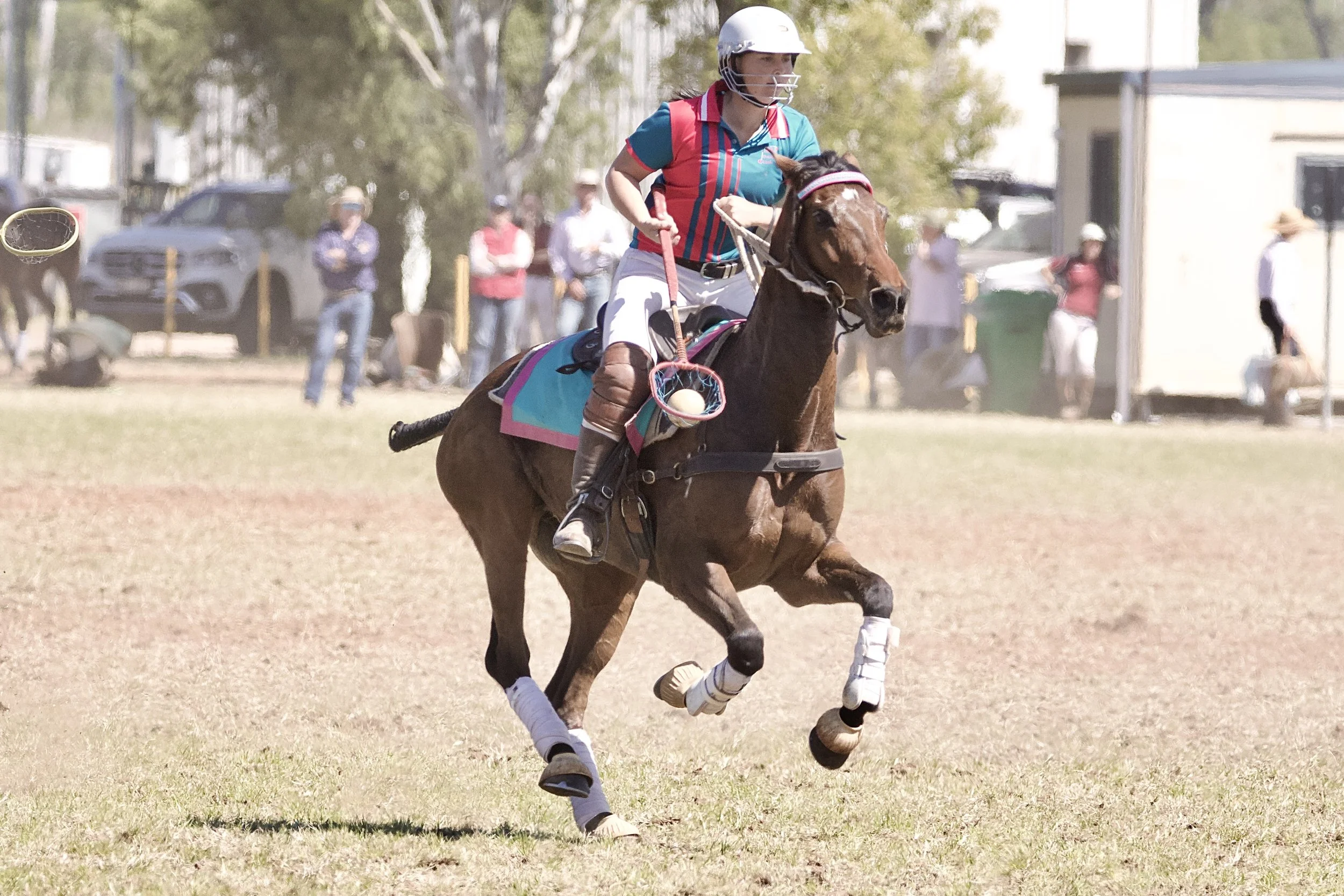 Hylux Sarabi | 𝐄𝐏 𝐇𝐨𝐫𝐬𝐞 𝐏𝐫𝐨𝐟𝐢𝐥𝐞 | 𝐑𝐨𝐚𝐝 𝐭𝐨 𝐭𝐡𝐞 𝟐𝟎𝟐𝟔 𝐃𝐚𝐫𝐰𝐢𝐧 𝐏𝐨𝐥𝐨𝐜𝐫𝐨𝐬𝐬𝐞 𝐍𝐚𝐭𝐢𝐨𝐧𝐚𝐥𝐬 