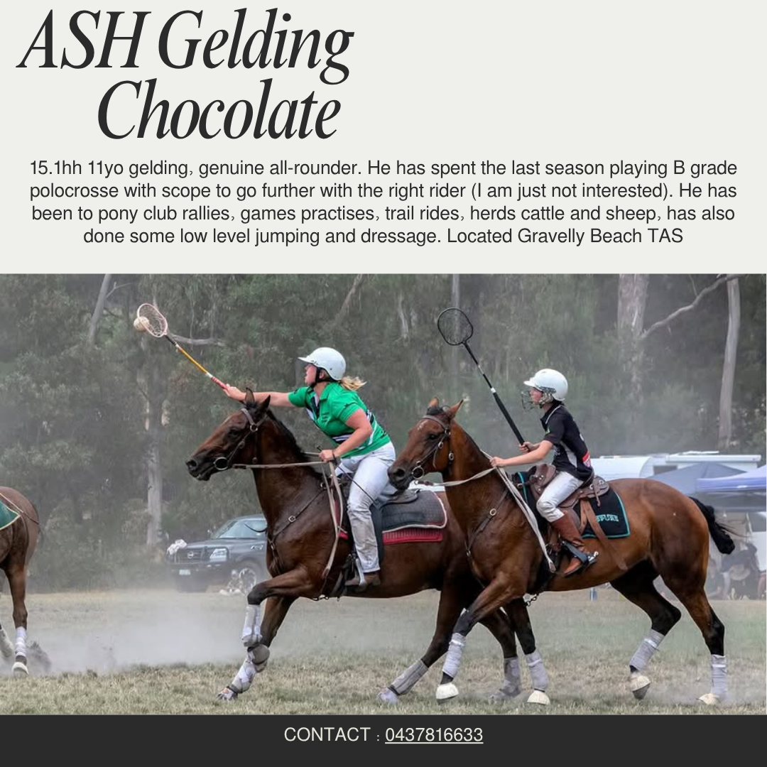 Chocolate ~ 11yo ASH Gelding 