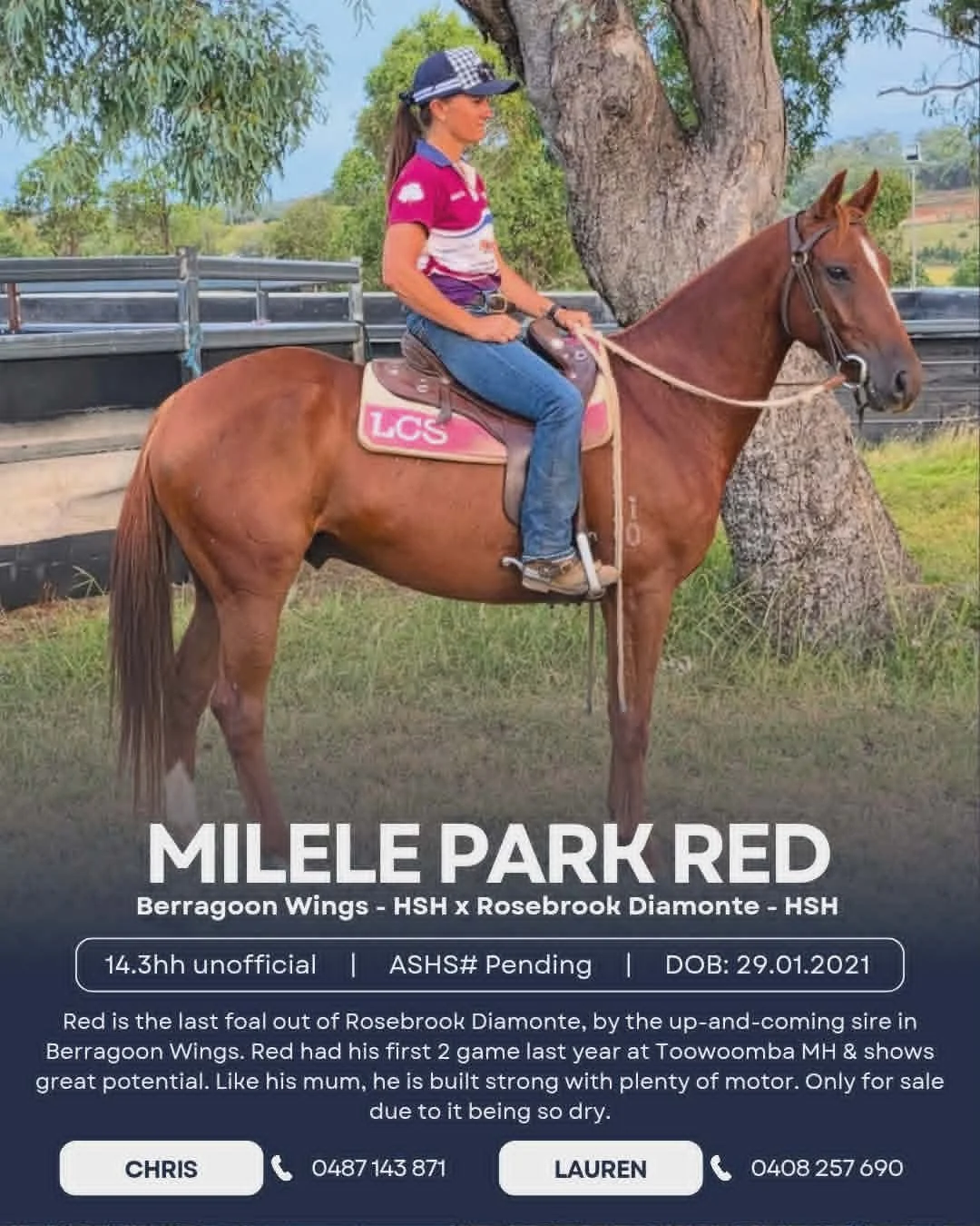 Milele Park Red ~ 14.3hh Gelding 