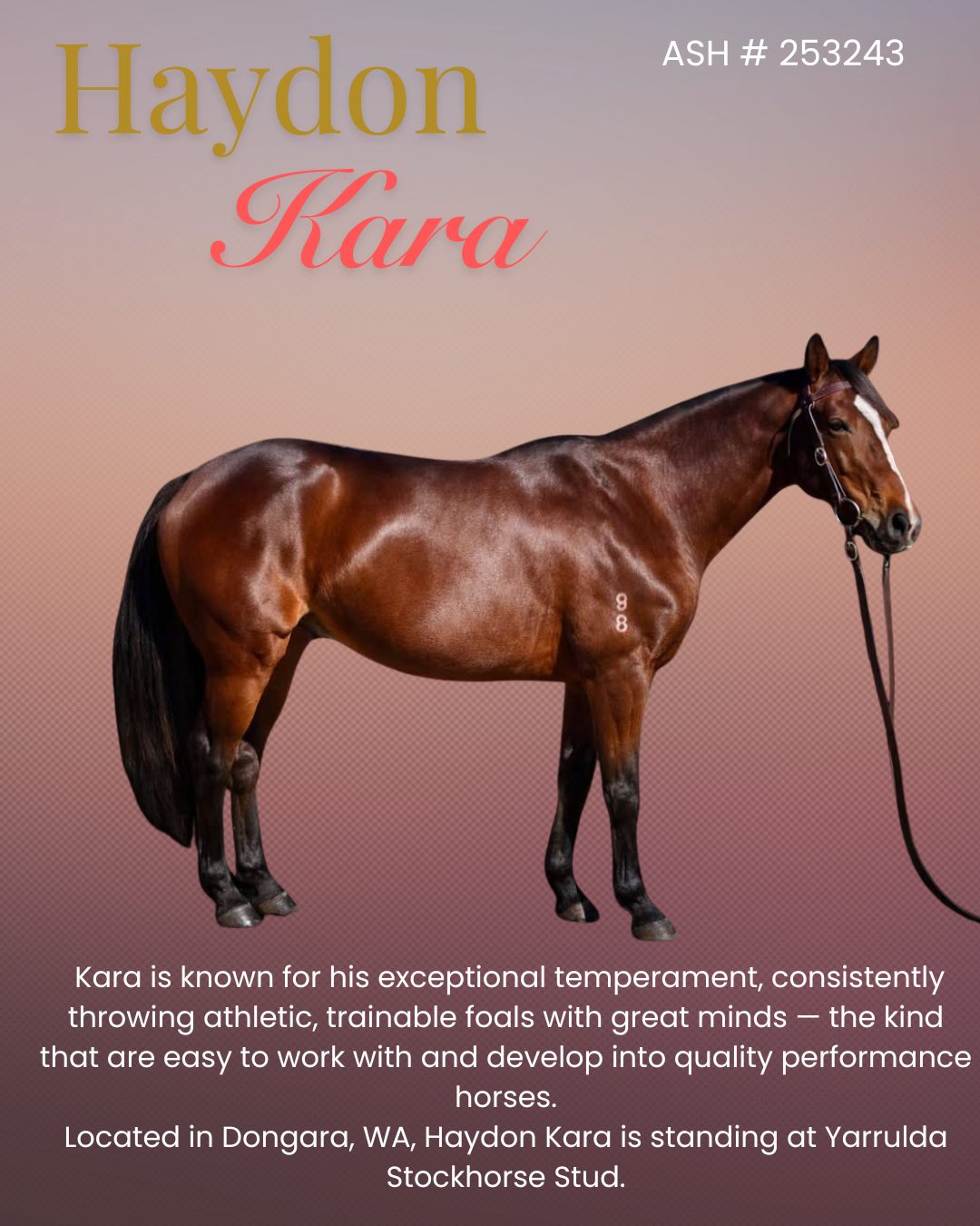 Haydon Kara ~ ASH # 253243