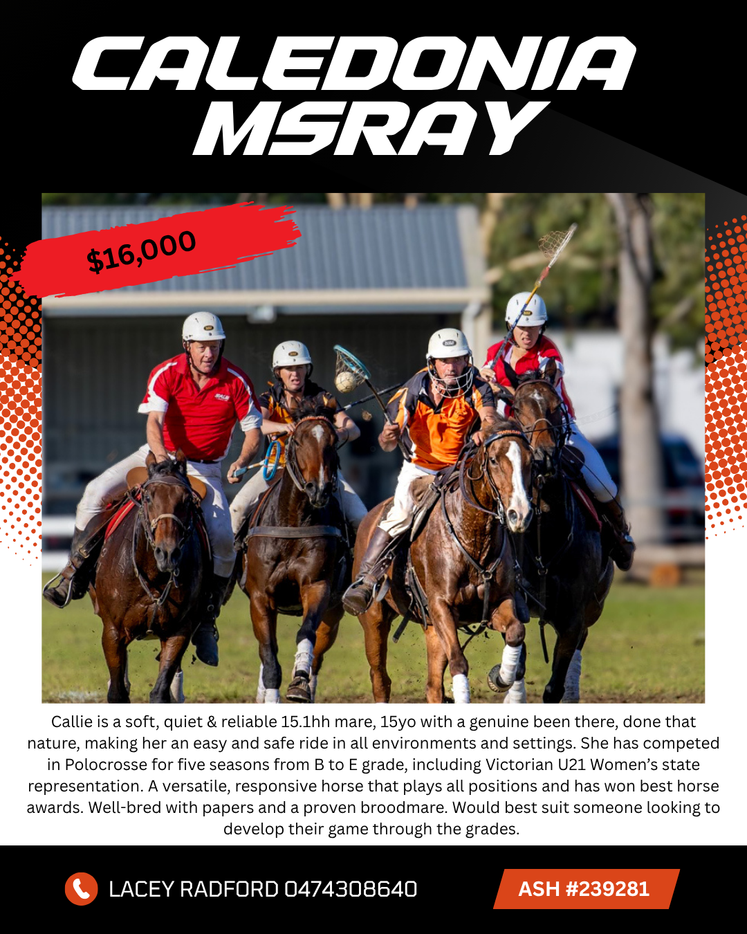 Caledonia MsRay ~ ASH Mare 