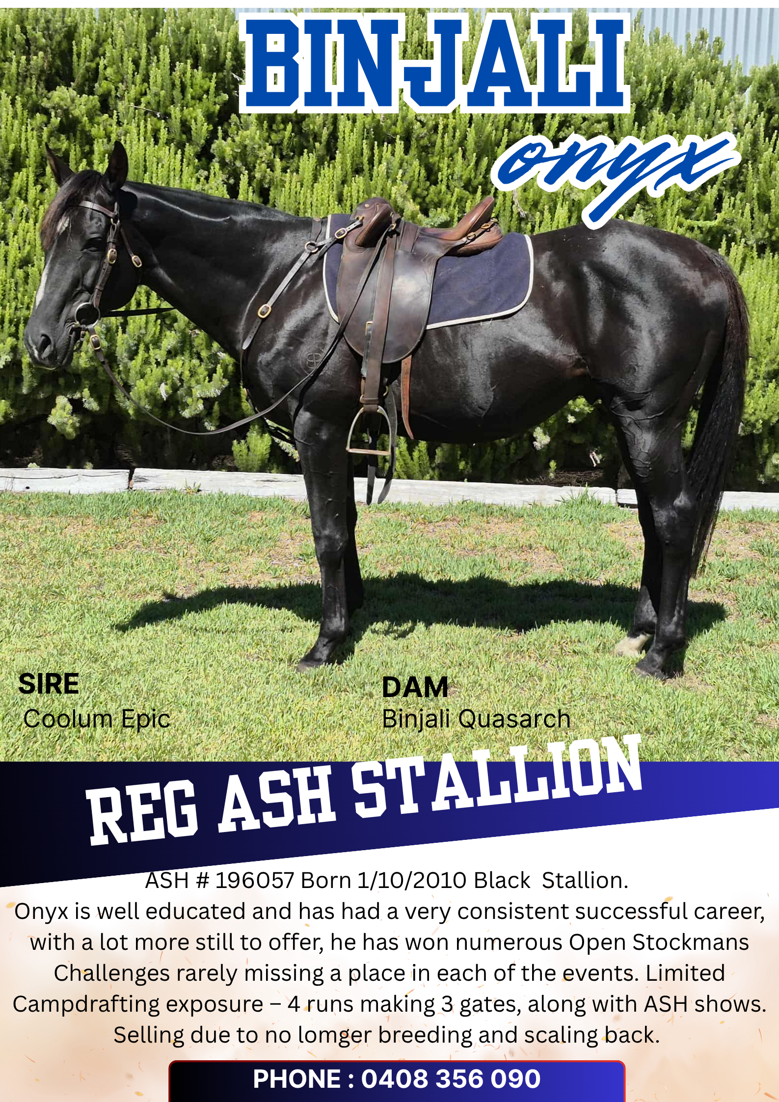 Binjali Onyx ~ Reg ASH Stallion 