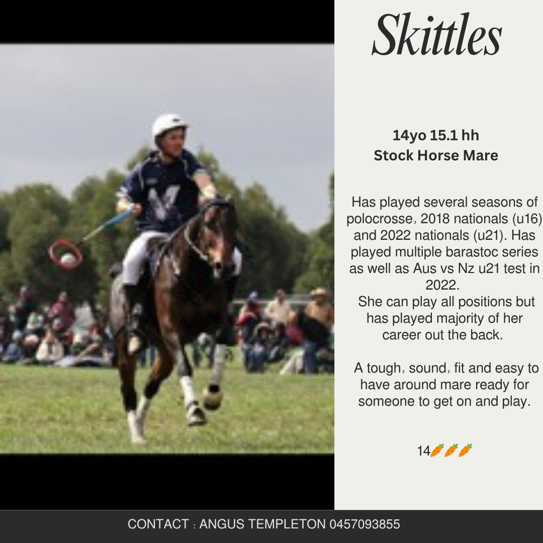 Skittles ~ 14yo Stock Horse Mare 