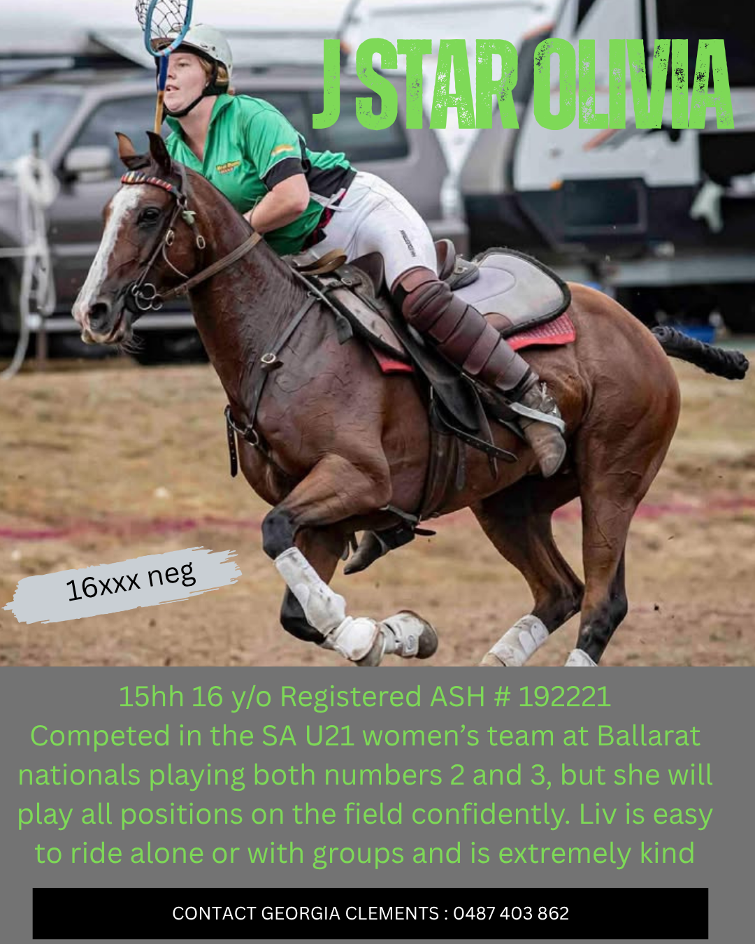 J Star Olivia ~ ASH Mare 15hh