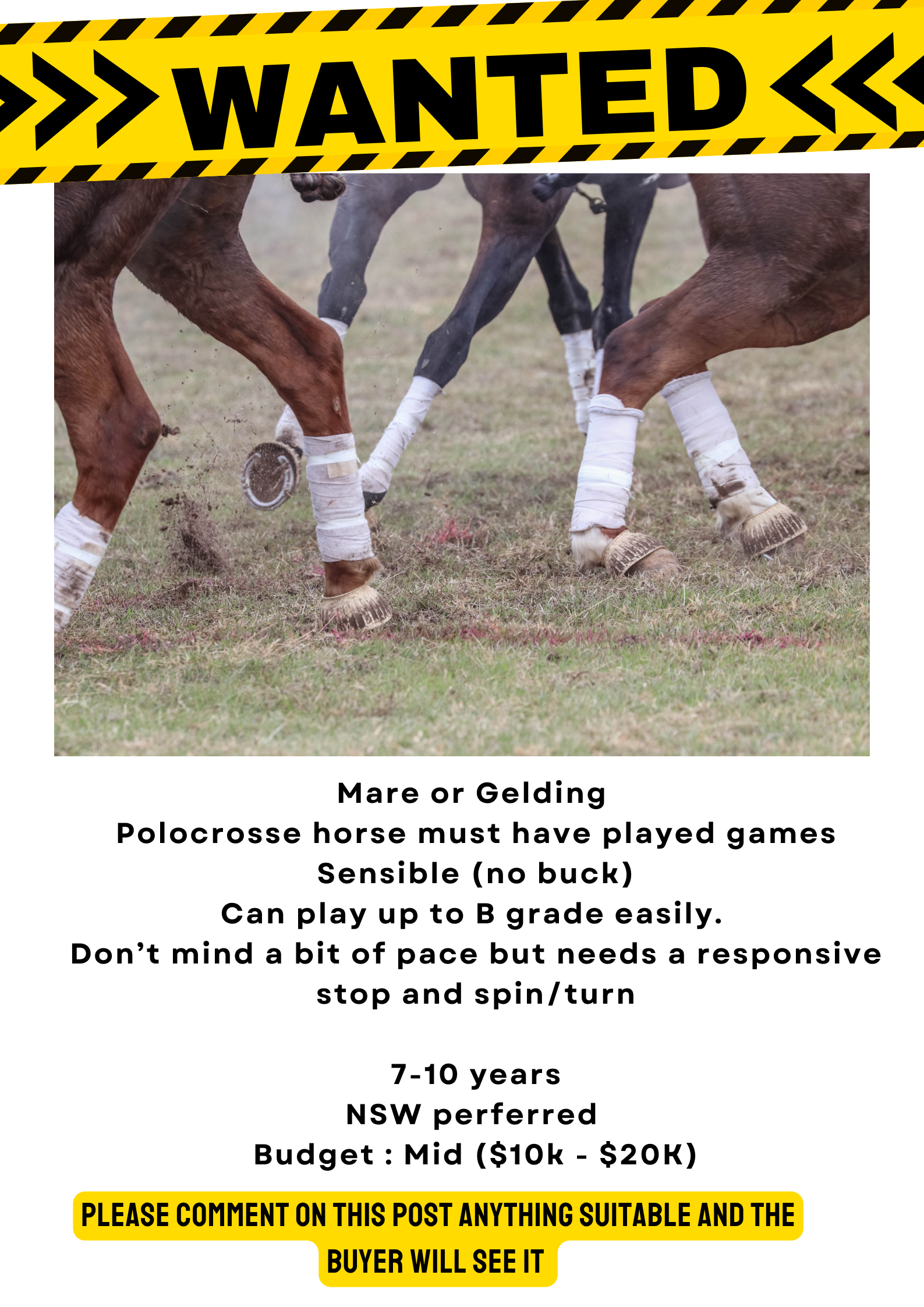 WTB ~ Up to B Grade horse 