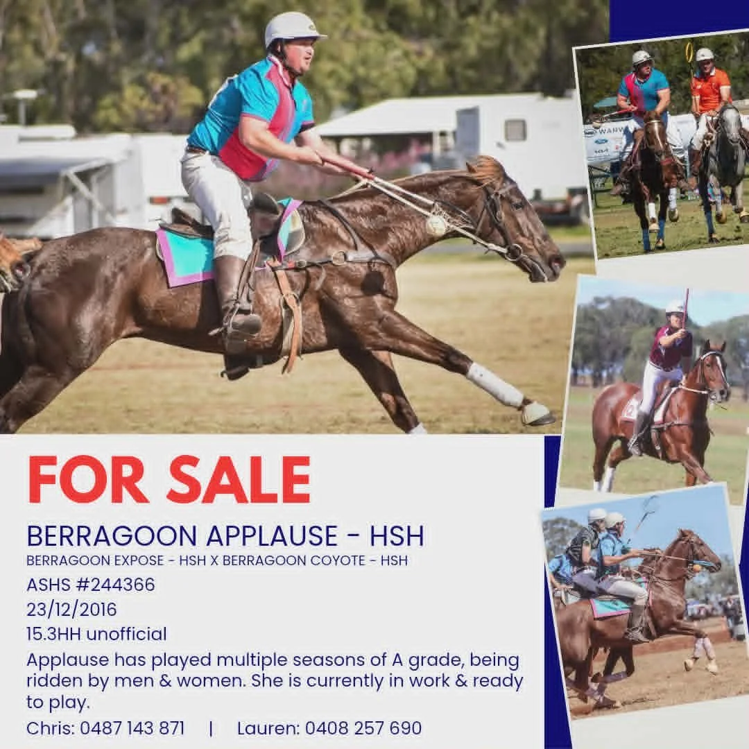 Berragoon Applause ~ Reg ASH Mare 