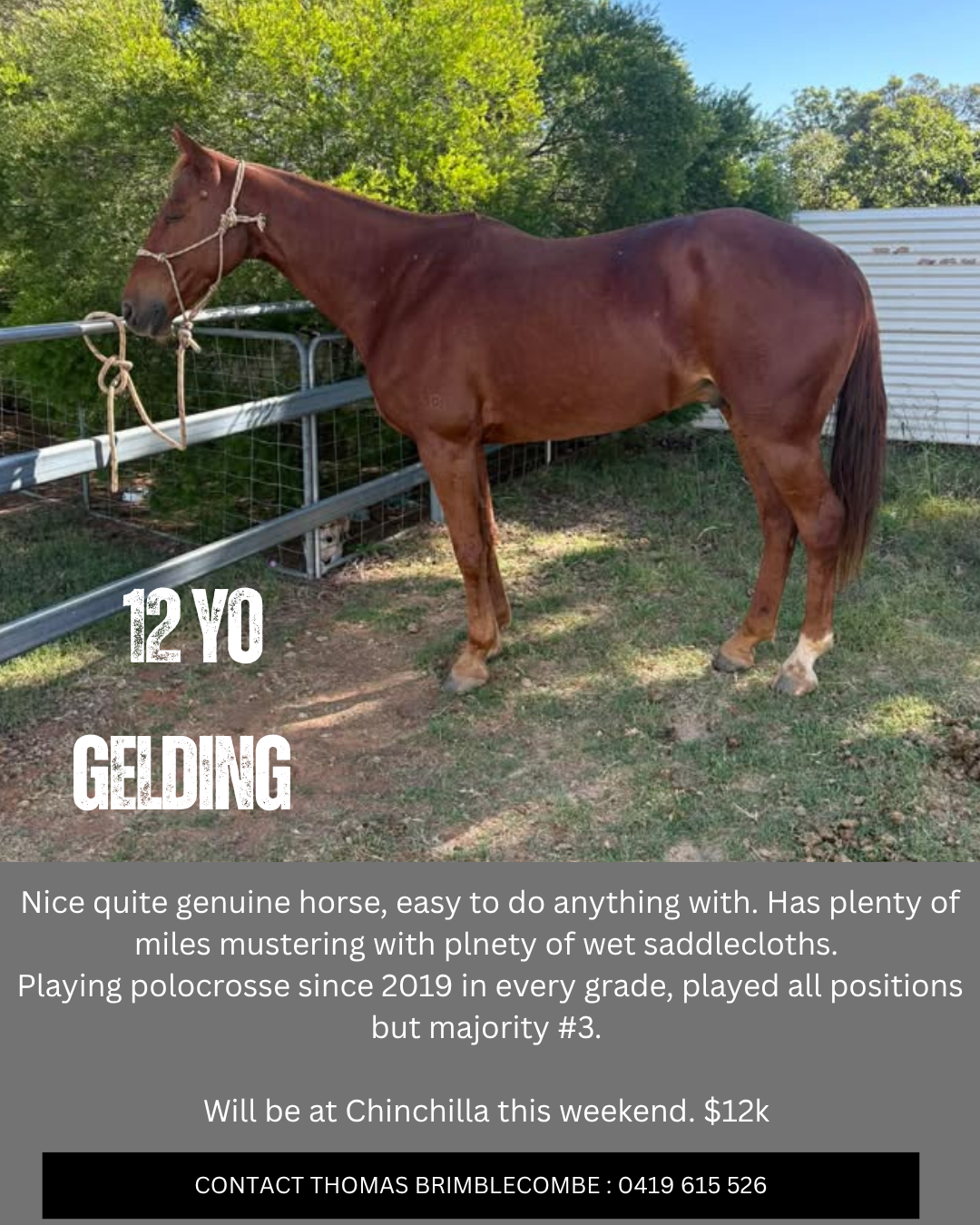 12yo Gelding ~ 15.3h 
