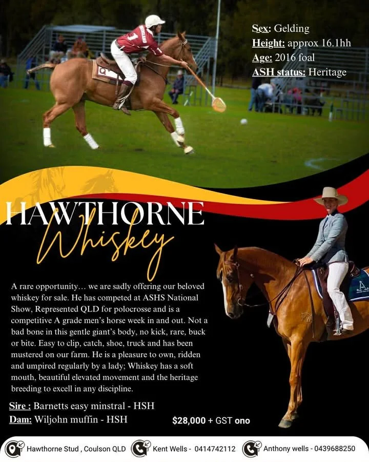 Hawthorne Whiskey ~ Reg ASH Gelding 