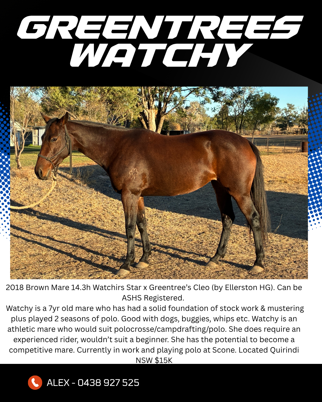 Greentrees Watchy ~ 14.3 Mare 