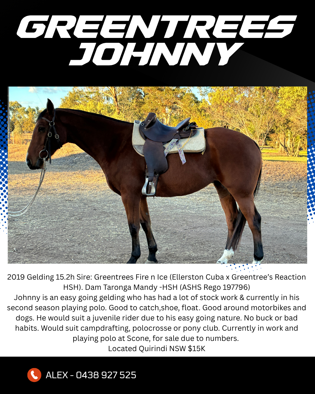 Greentrees Johnny ~ 15.2 Gelding