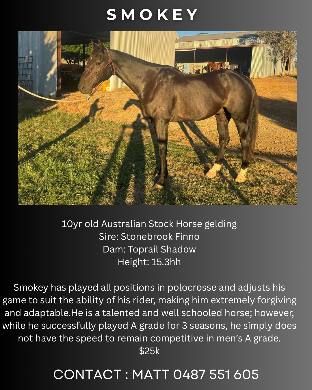 Smokey ~ ASH Gelding 
