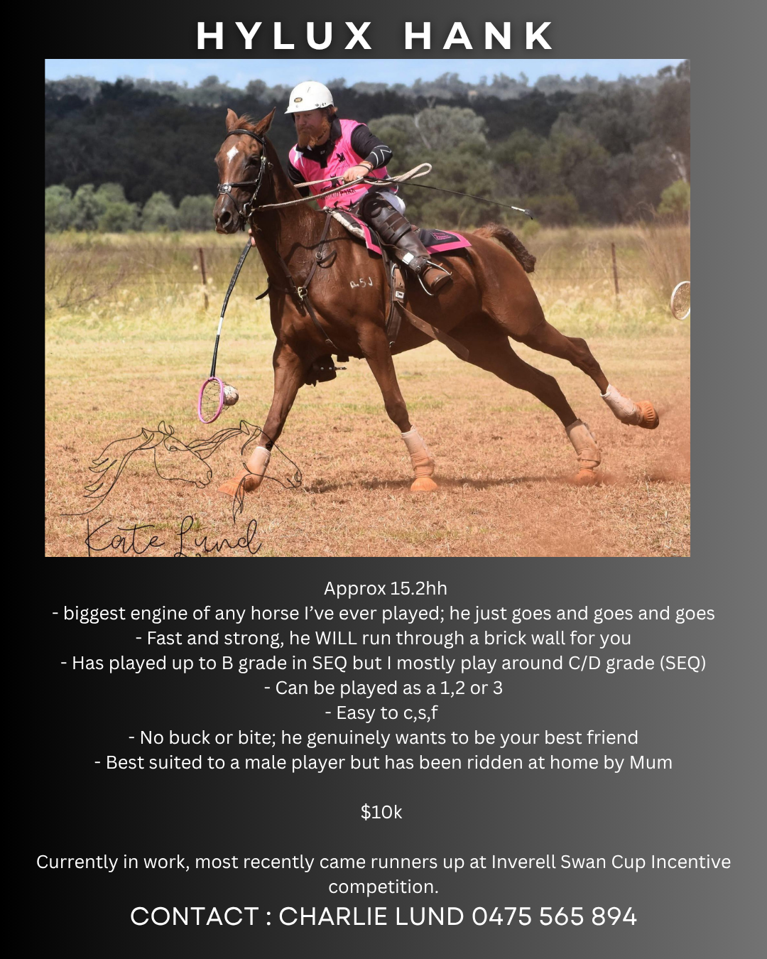 Hylux Hank ~ 15.2h Gelding 
