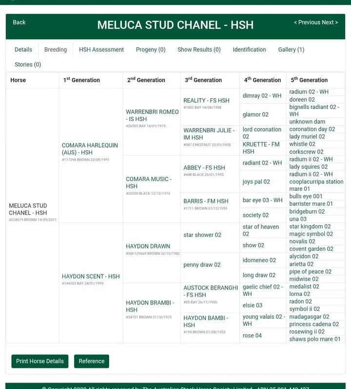 Meluca stud chanel. breeding.jpg