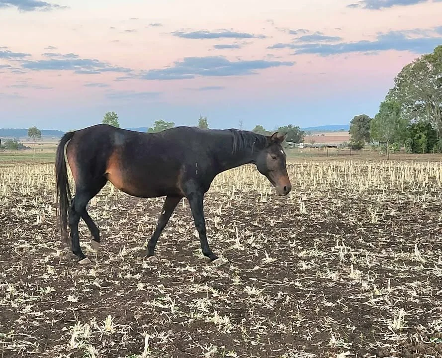 Meluca stud chanel. 2.jpg