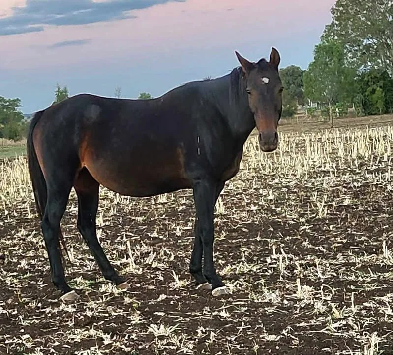 Meluca stud chanel..jpg