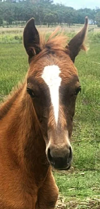 Yarrawa Freelance Filly.jpg