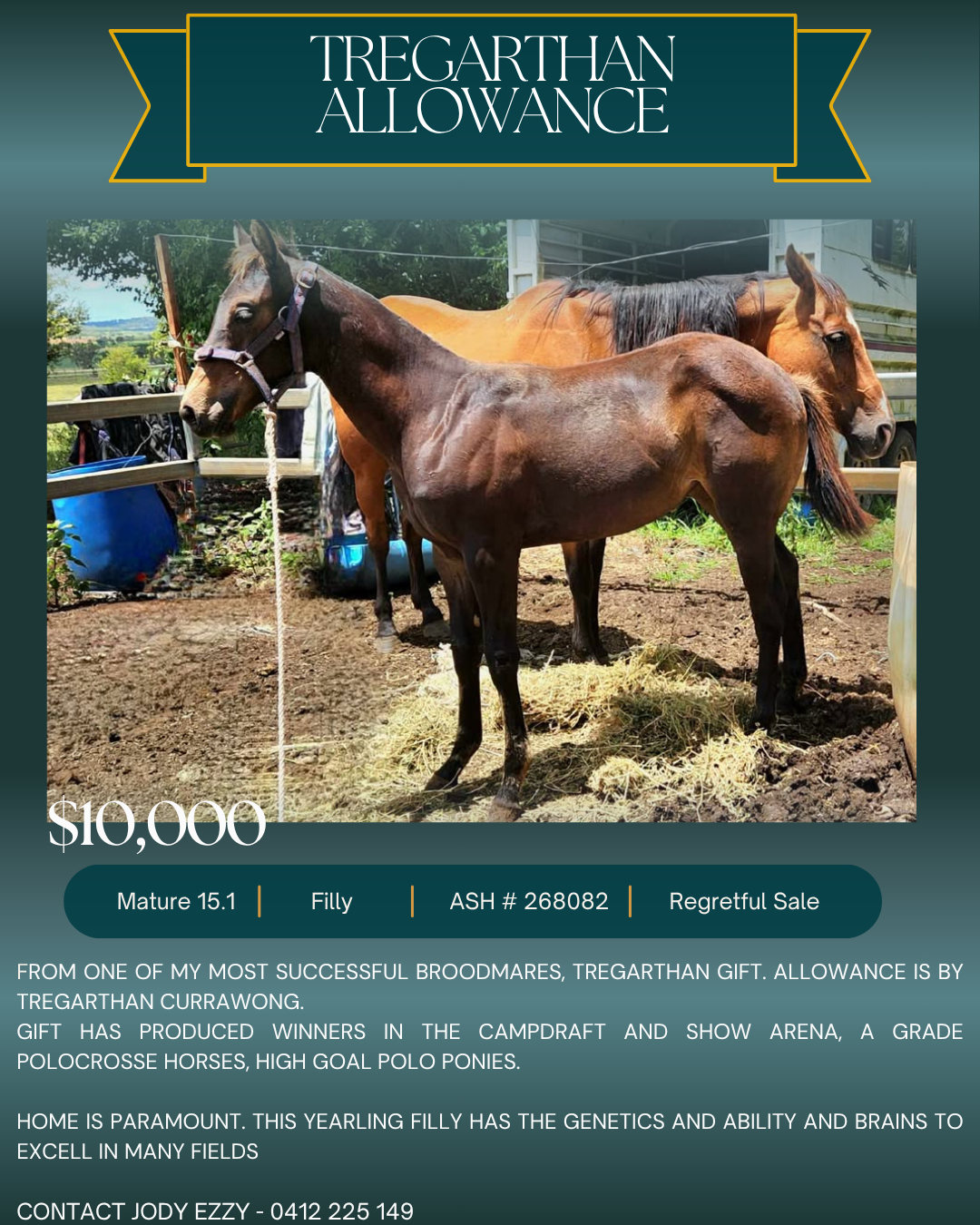 Tregarthan Allowance ~ Yearling ASH Filly 