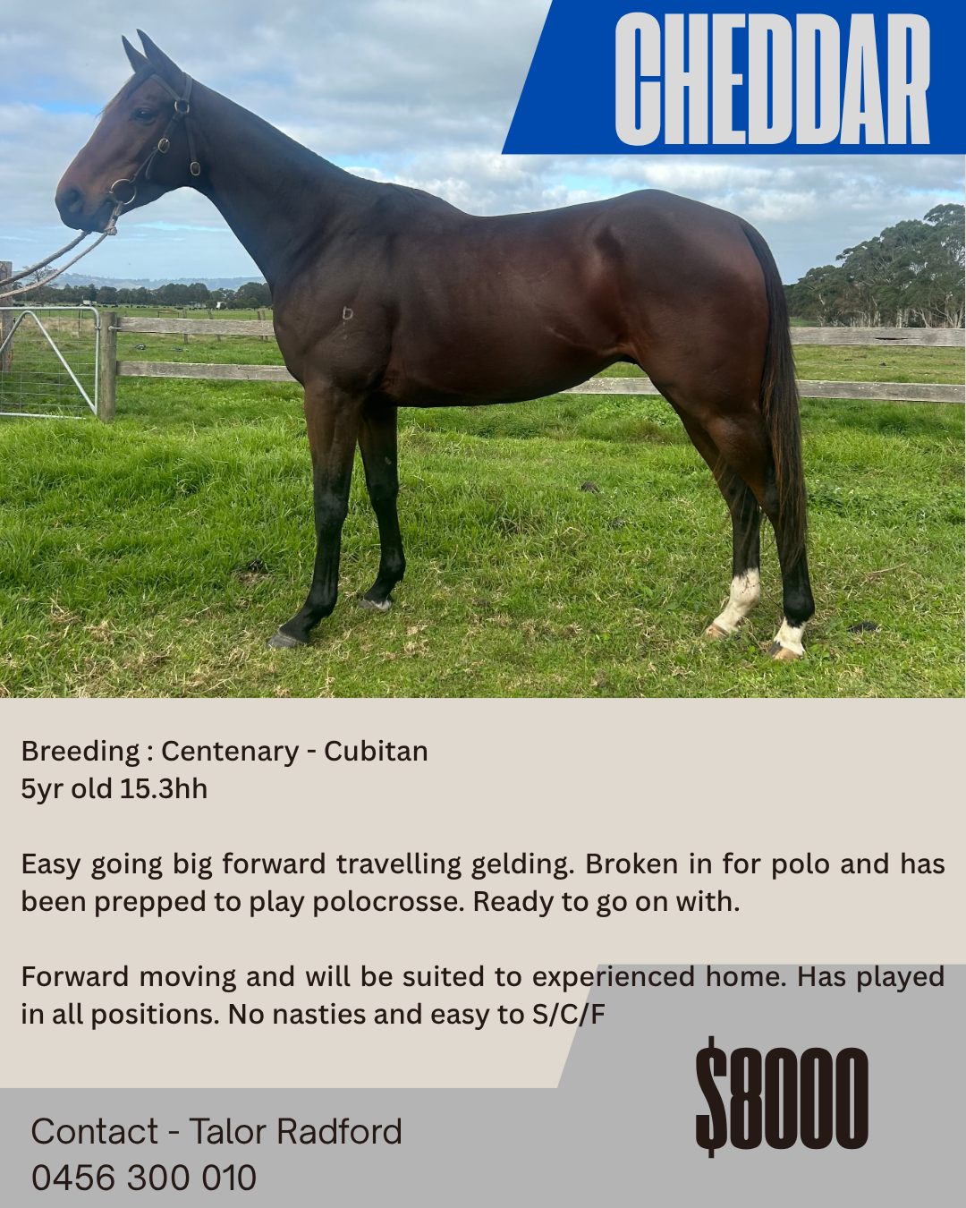 Yarram Park Polo Gelding ~ Cheddar 