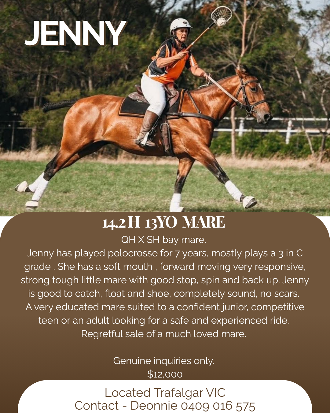 Jenny ~ 13yo Mare 