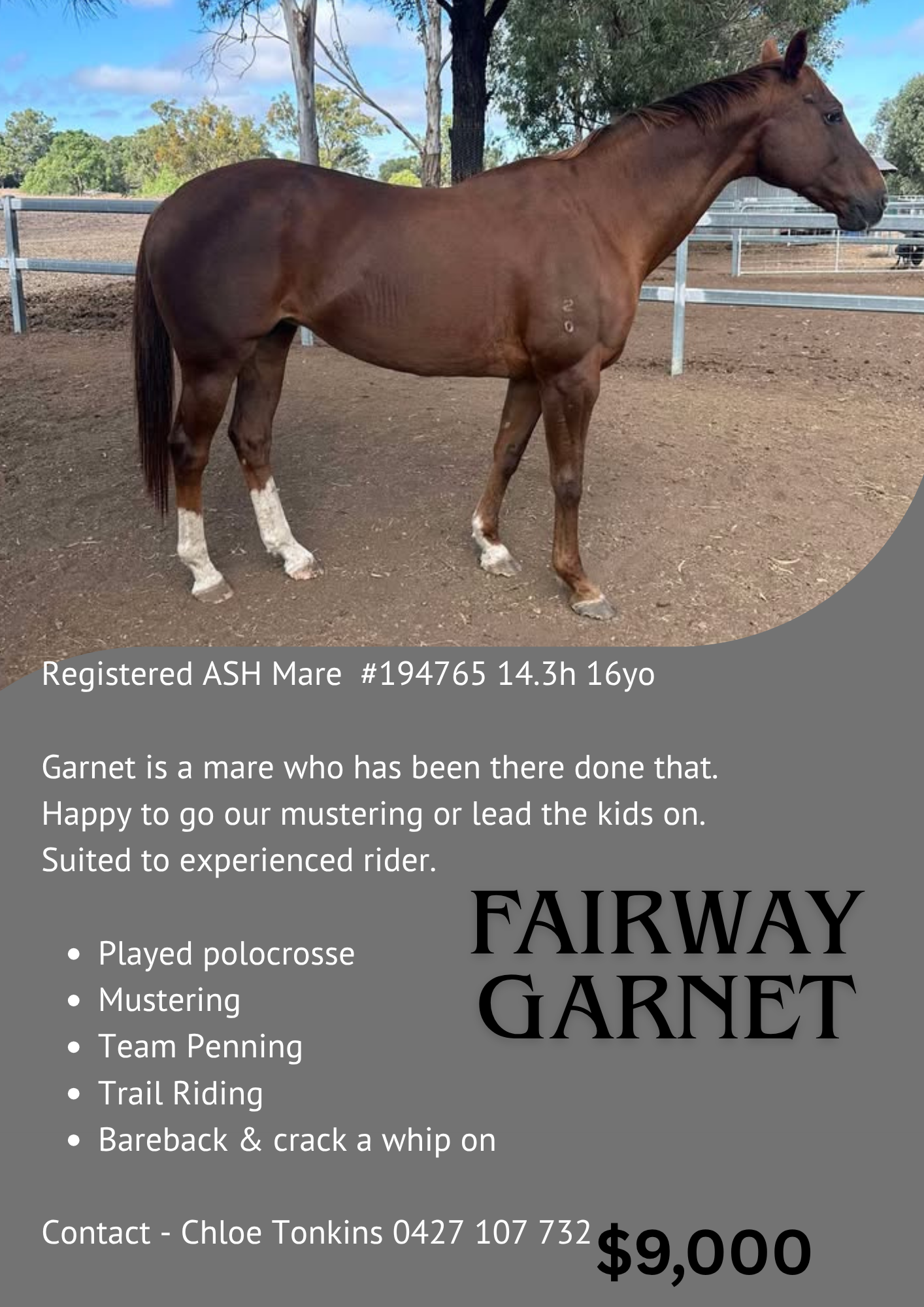 Fairway Garnet ~ Reg ASH Mare 