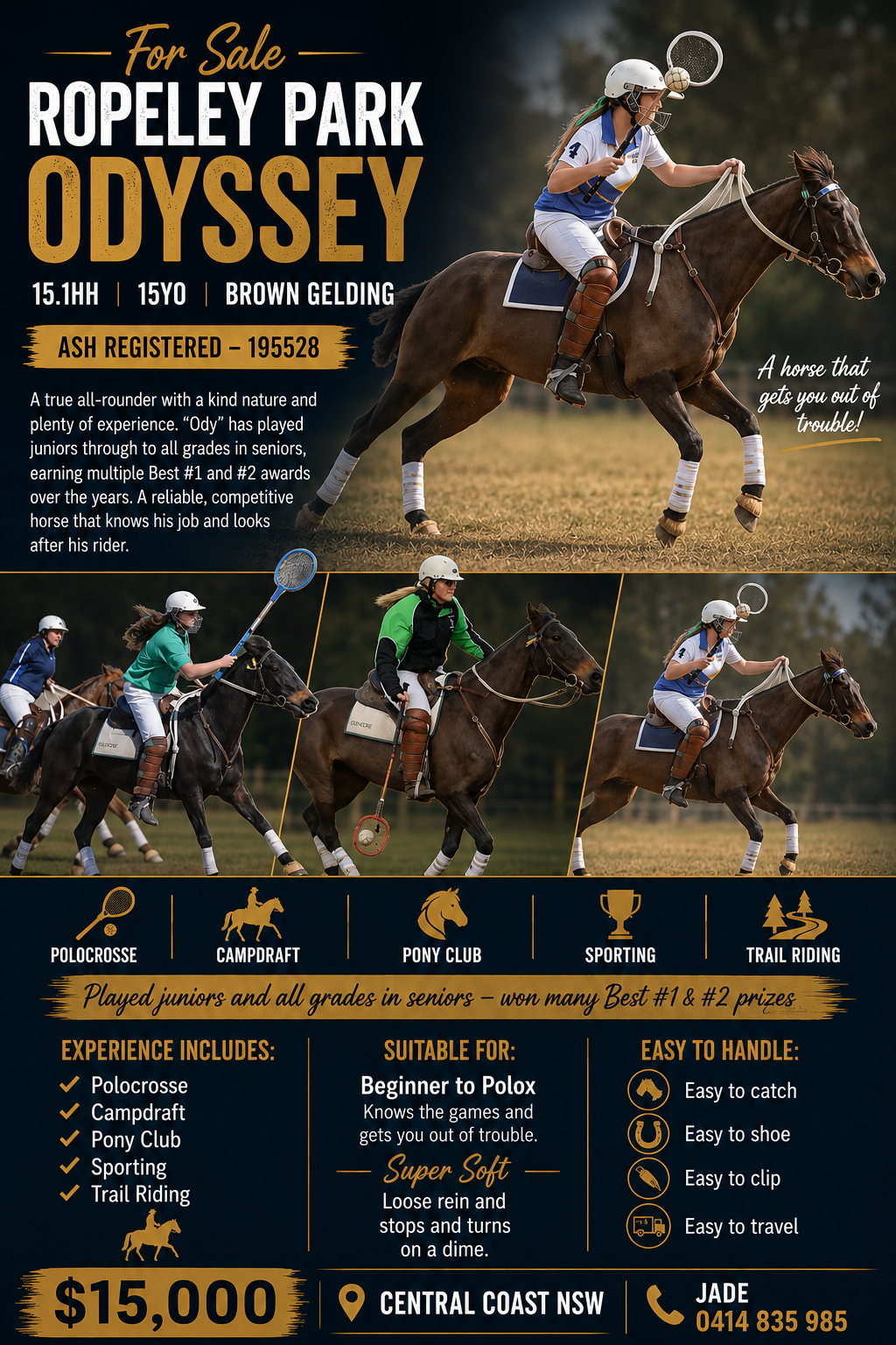 Ropeley Park Odyssey ~ ASH Reg Gelding 