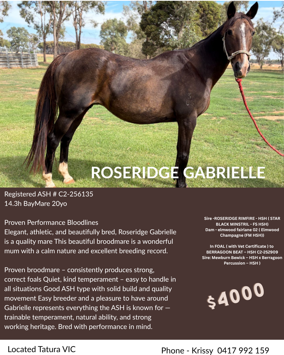 Roseridge Gabrielle ~ Reg ASH Broodmare 