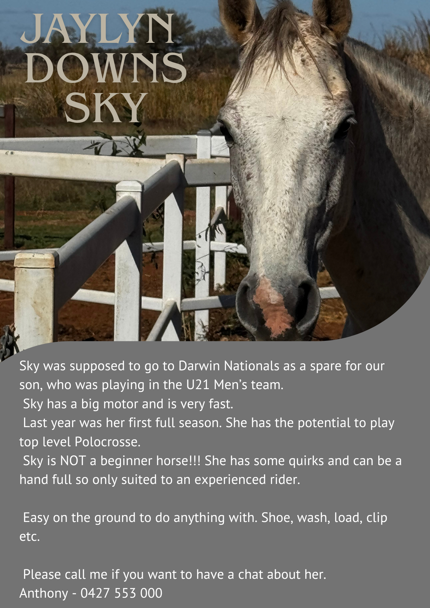 Jaylyn Downs Sky ~ Reg ASH Mare