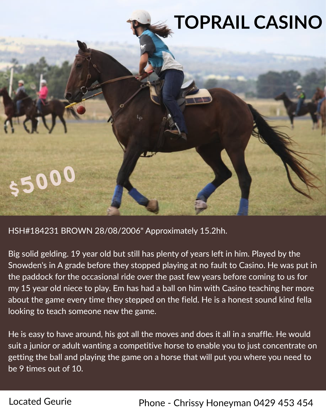 Toprail Casino ~ Reg ASH Gelding 