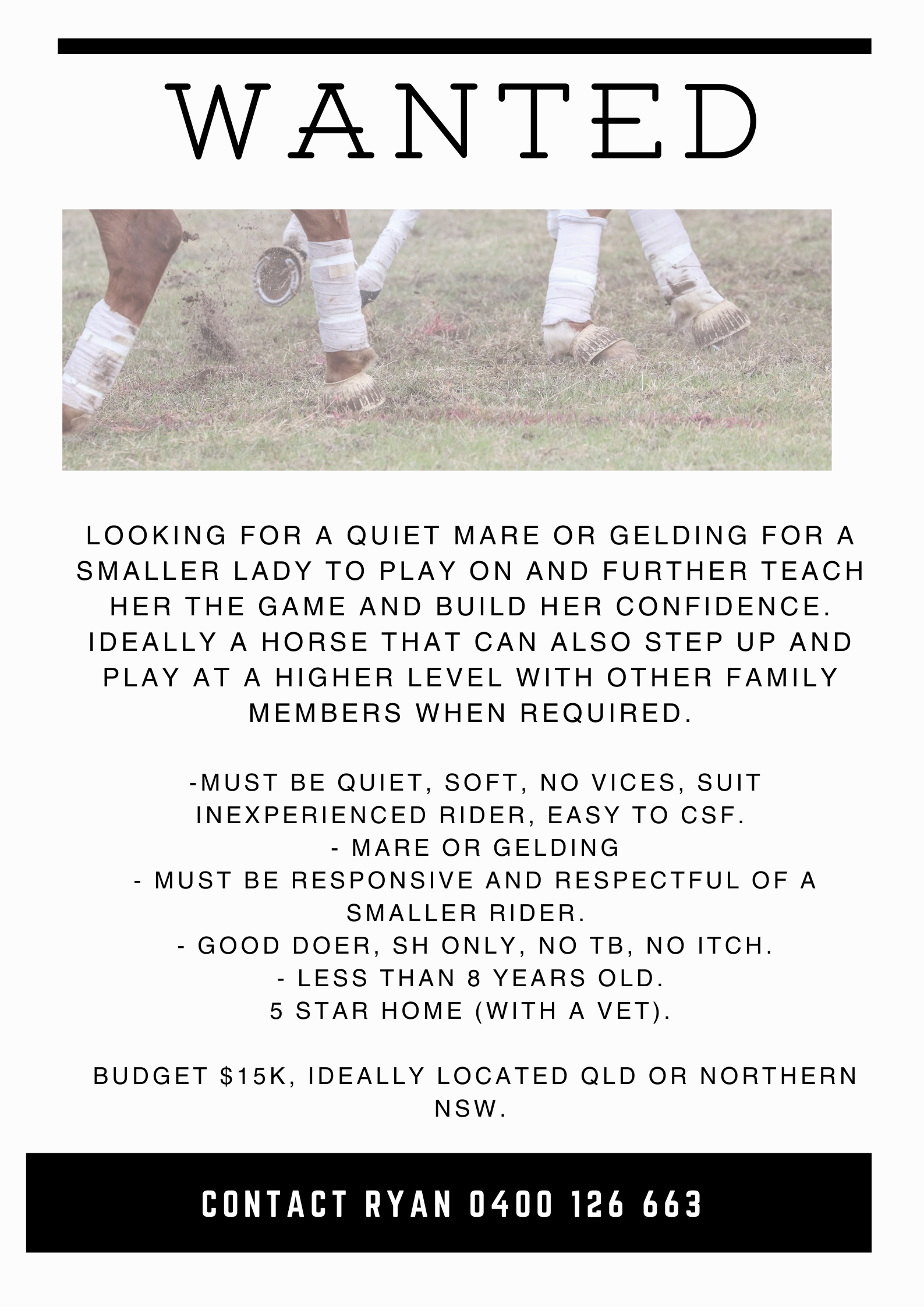WTB ~ Quite experienced horse 