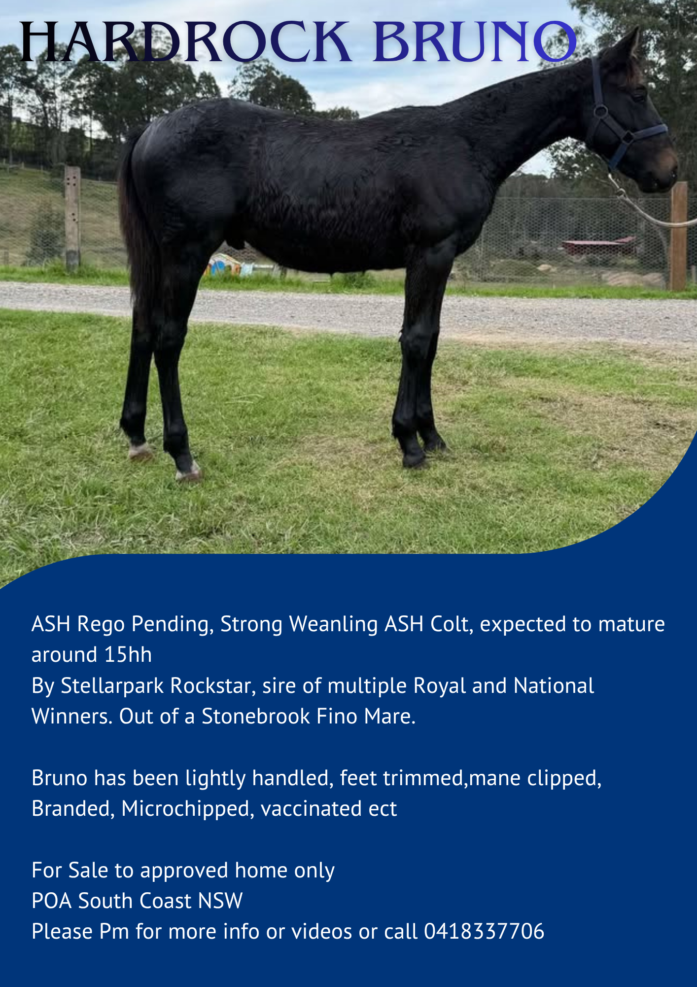 Hardrock Bruno ~ ASH Colt