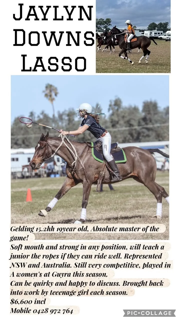 Jaylyn Downs Lasso ~ Reg ASH Gelding 