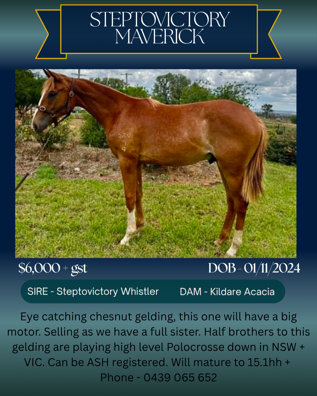 Steptovictory Maverick ~Chestnut Gelding 