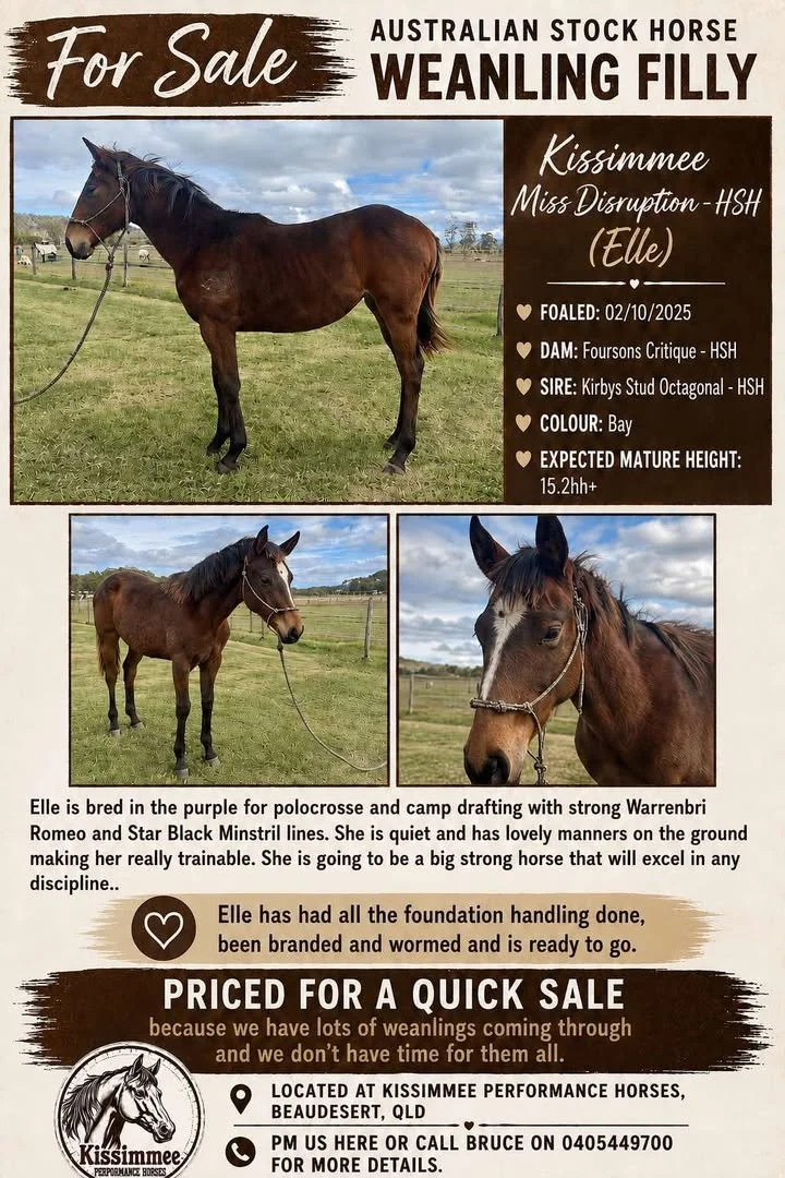 Kissimmee Miss Disruption ~ Weanling Filly 