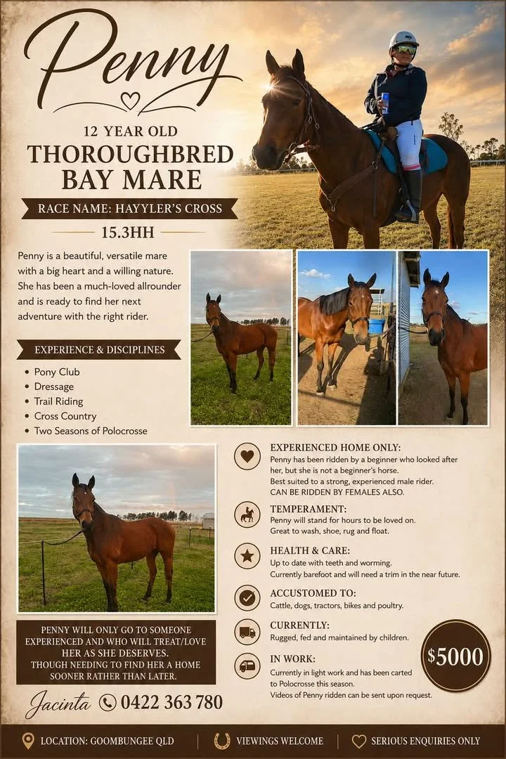 Penny ~ 12yo TB Mare 