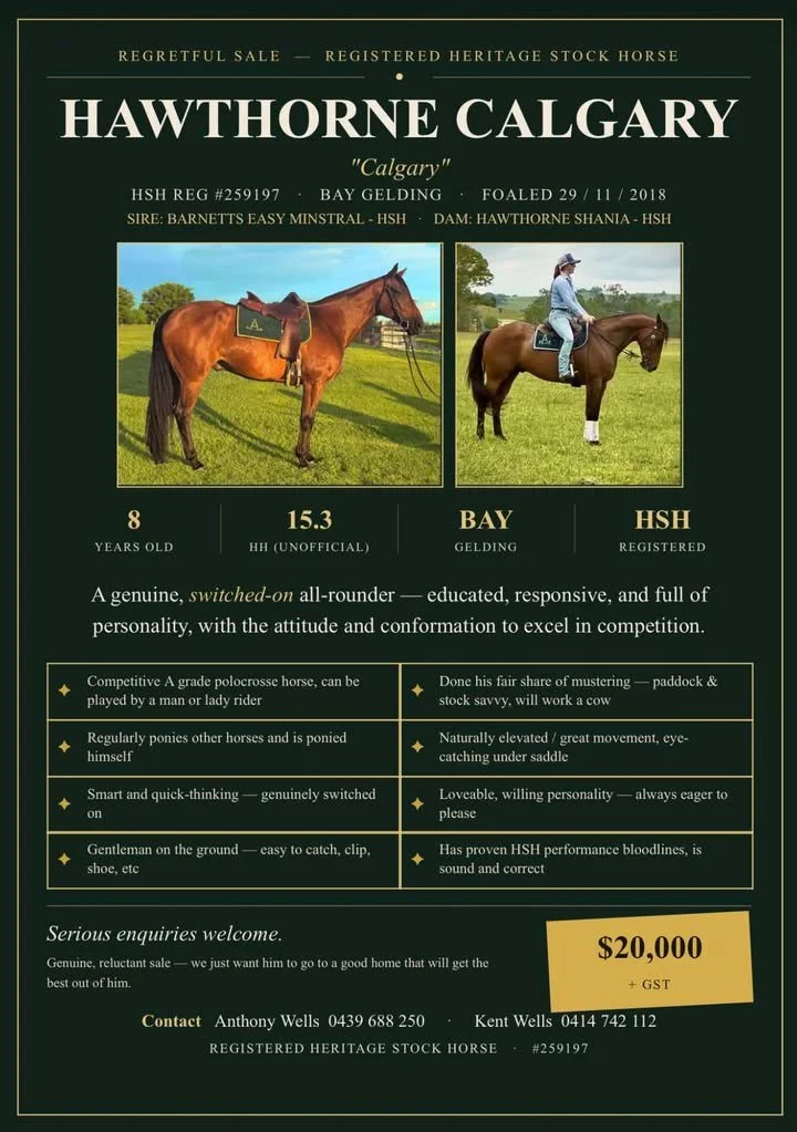 Hawthorne Calgary ~ ASH Gelding 