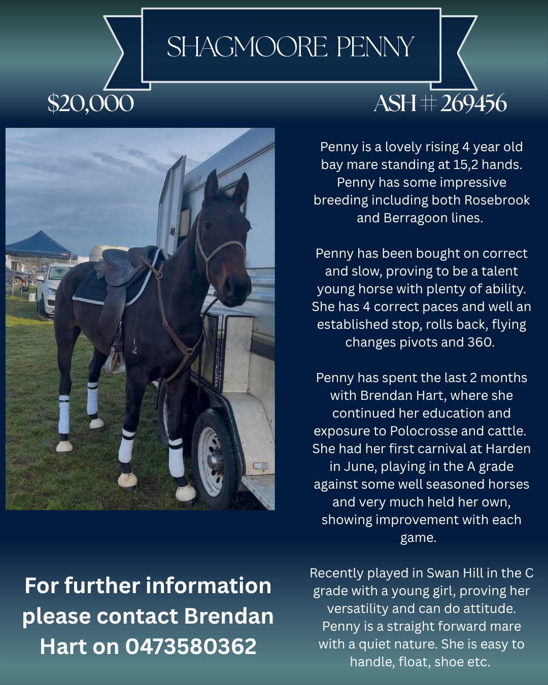 Shagmoore Penny ~ Registered ASH Mare 