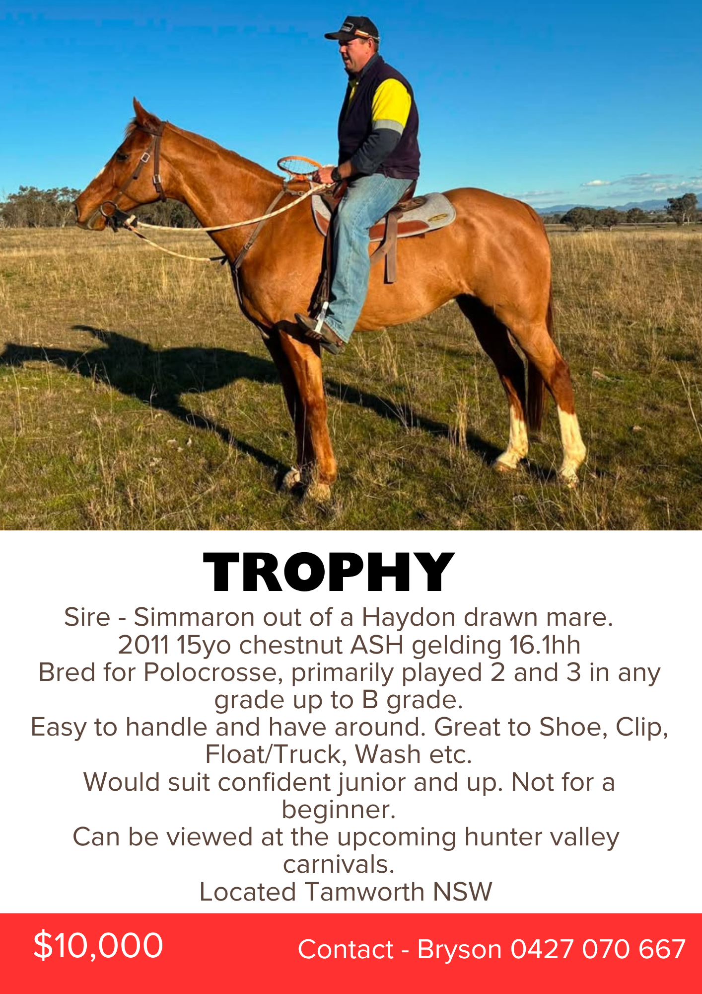 Trophy ~ ASH Gelding 16.1h